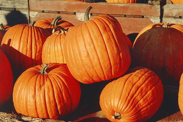 Pumpkins