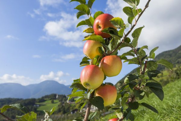 ramo-con-delle-mele-e-paesaggio-sullo-sfondo